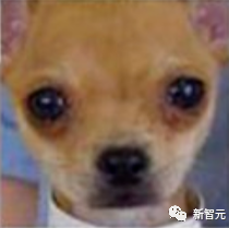 吉娃娃：你礼貌吗？